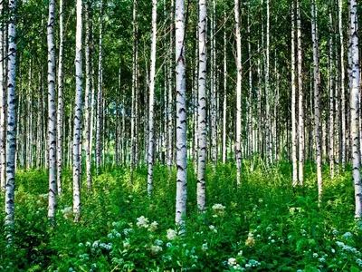 Березы С Зелеными Листьями И Белыми Стволами Летом — стоковые фотографии и  другие картинки Без людей - Без людей, Белый, Берёза - iStock