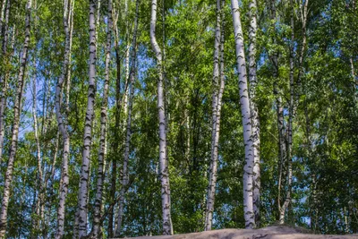Фотографии Хакасия Лето Березы Природа Трава Деревья Времена года
