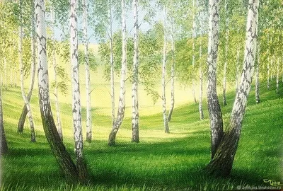 Берёзы и подсолнухи. #беларусь #природа #пейзаж #березы #лето #облака #небо  #поле #подсолнухи #belarus #nature #landscape #instagram… | Instagram