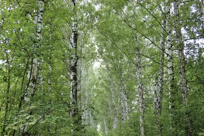 Берёза (5 лет) — купить в WePlants в Анапе