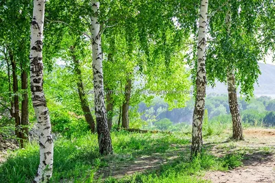 Дерево Береза Лето - Бесплатное фото на Pixabay - Pixabay