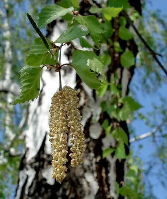 Белая берёза,лето красивый пейзаж…» — создано в Шедевруме