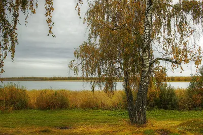 Картинки Осень Березы Природа Реки дерева