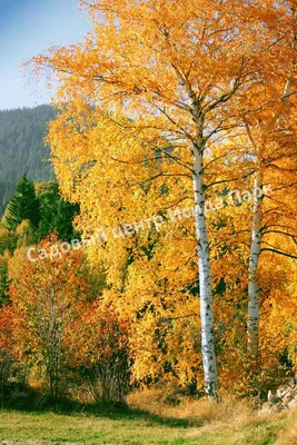 Береза осенью (59 фото) - 59 фото