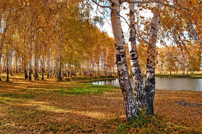 Картинка береза осенние Природа дерево Времена года
