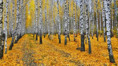 Березы осенью - ePuzzle фотоголоволомка