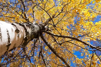 Береза осенью - фото и картинки: 57 штук