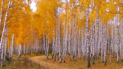 картинки : пейзаж, дерево, природа, лес, филиал, небо, Солнечный лучик,  Береза, Осень, ботаника, Рыжих, время года, Деревьями, листья, Лиственный,  красивая, Золотая осень, осенний день, Солнечный день, цветущее растение,  Древо дедушки, Стебель растения,