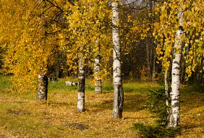 Берёза осенью (33 фото)