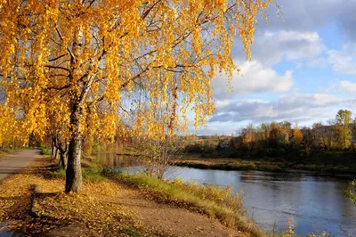 Береза осенью» — создано в Шедевруме