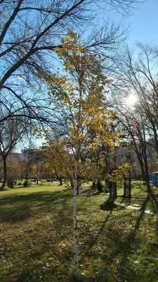 Акварель. береза осенью на поляне в…» — создано в Шедевруме
