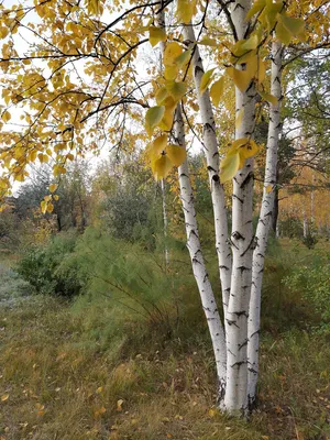 Береза осенью (59 фото) - 59 фото