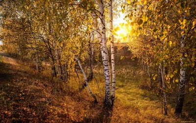 Осенняя береза из бисера \"Дыхание осени\" в интернет-магазине на Ярмарке  Мастеров | Деревья, Чебоксары - доставка по России. Товар продан.