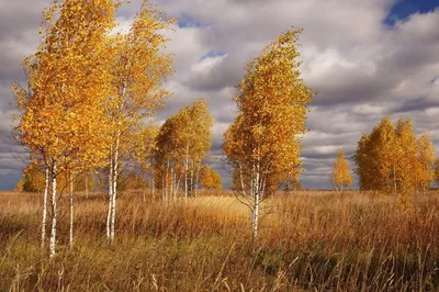 Береза осенью рисунок - 32 фото