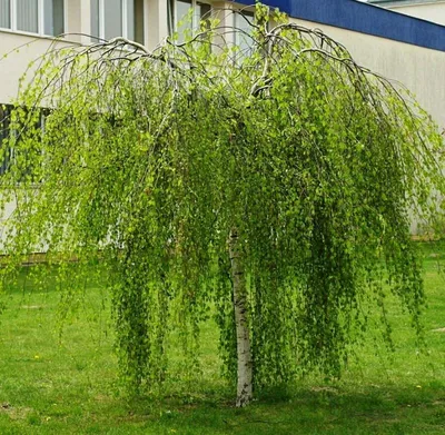 Береза плакучая — Рассада цветов и овощей.