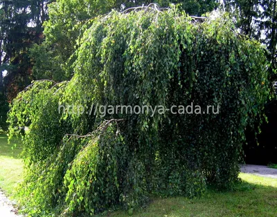 Береза повислая ПУРПУРЕА (BETULA PENDULA) купить в Новосибирске в  Новосибирске