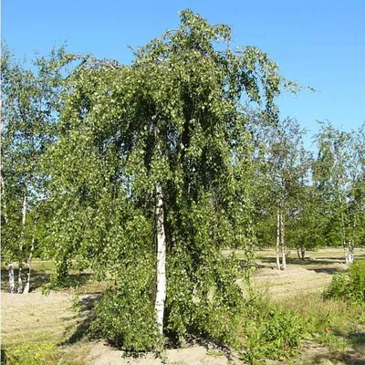 Береза повислая, бородавчатая, плакучая
