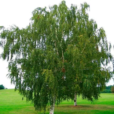 Береза повислая Юнги (Youngii)