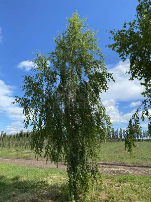 Береза плакучая Юнги: продажа, цена в Шклове. Саженцы декоративных деревьев  и кустарников от \"ООО \"Азартум\"\" - 62167145