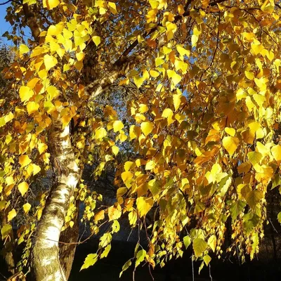 Береза повислая Юнги (Betula pendula Youngii)