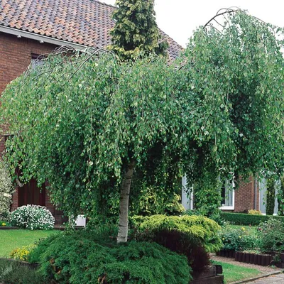 Берёза Плакучая - Береза повислая - Береза бородавчатая (Betula Pendula)  СЕМЕНА 500шт + подарочные семена | AliExpress