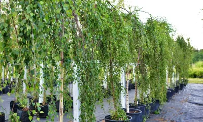 Береза повислая Юнги, Betula pendula `Youngii ` HO 25-30 КОМ