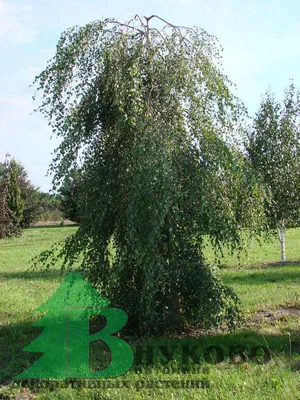 Береза плакучая (ий) Штамб K20 C230 / H300-400 / o20-25 купить в Киеве,  цена: Львов, Харьков, Одесса, Днепр отзывы — интернет-магазин Клуб Растений