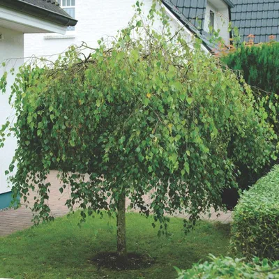 Береза повислая (Betula pendula) саженец, 10 шт. в упаковке в  интернет-магазине VALLES.RU