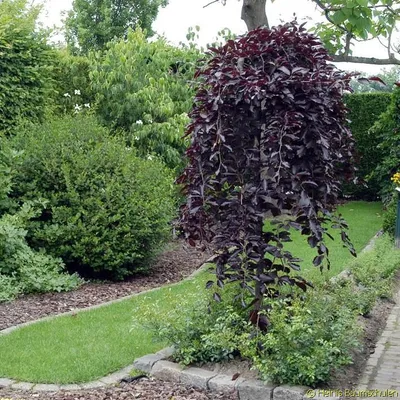 Betula pendula 'Purpurea', Береза повислая 'Пурпуреа'|landshaft.info