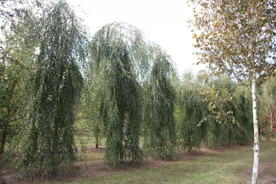 Береза повислая \"Betula pendula\" по цене от 700 купить саженцы из питомника  ЦентроСад | Гарантия, посадка и уход