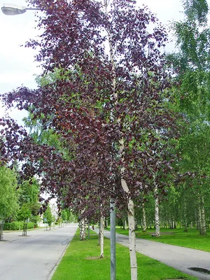 Береза повислая Юнги. (Betula pendula Youngii) купить в интернет-магазине  ЦВІТСАД с доставкой по Украине