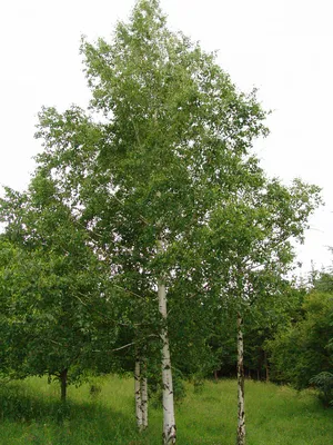 Купить береза плакучая юнги (betula pendula 'youngii') штамб, h 1,5-1,7м; d  1-1,5см, с35/ком саженец с доставкой в Ростове-на-Дону и России