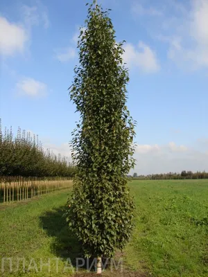 Береза бородавчатая, betula pendula