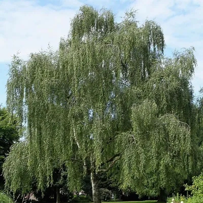 Береза плакучая фото фото