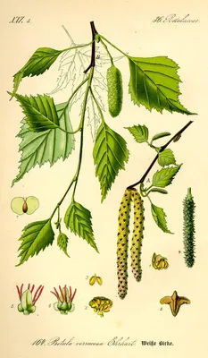 Береза плакучая (Verrucosa), 2,0-2,5 метра купить в Киеве, цена — Greensad