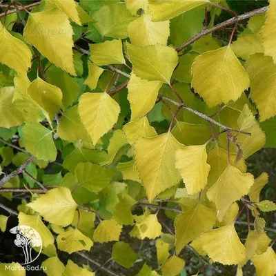 Береза повислая \"Фастигиата\" (Betula pendula \"Fastigiata\")