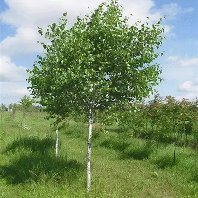 Береза пушистая (Betula pubescens) | Ракита. Питомник растений
