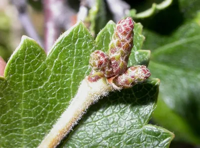 Купить Береза пушистая Betula pubescens - в питомнике Флорини