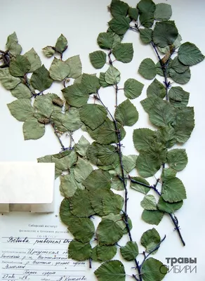 Береза пушистая (Betula Pubescens) по цене от 48000 купить саженцы из  питомника ЦентроСад | Гарантия, посадка и уход