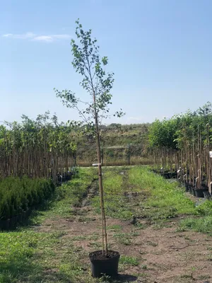 MW0313981, Betula pubescens (Береза пушистая), specimen
