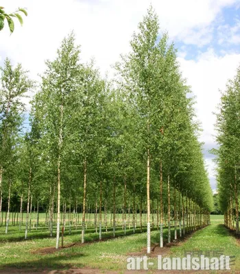 Береза пушистая (Betula pubescens) - Питомник и Садовый центр Русские  Деревья