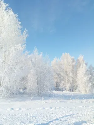 Купить Береза пушистая / Betula pubescens с доставкой в Подмосковье в  Сергиевом Посаде в питомнике АгроПАРК