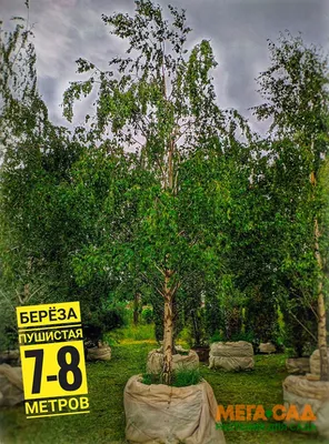 Береза пушистая (Betula pubescens) \"Rubra\"
