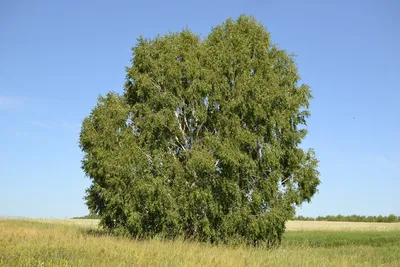 Береза пушистая (Betula Pubescens) по цене от 48000 купить саженцы из  питомника ЦентроСад | Гарантия, посадка и уход