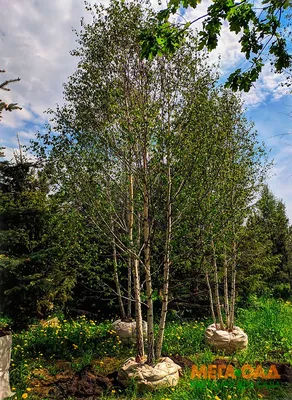 Береза пушистая с доставкой! 🌱 [С106016]