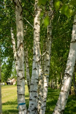 Береза пушистая / Betula pubescens | MULTIFLORA