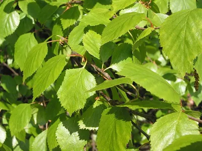Betula pubescens Ehrh. - Береза пушистая