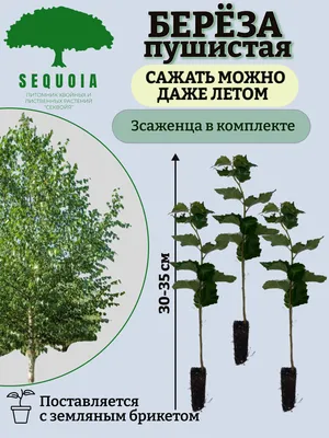 Betula pubescens f. rubra T.Ulvinen – Береза пушистая ф. красная -  Полярно-альпийский ботанический сад-институт им. Н.А. Аврорина
