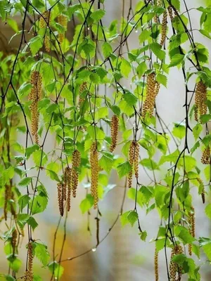 Купить Береза пушистая / Betula pubescens с доставкой в Подмосковье в  Сергиевом Посаде в питомнике АгроПАРК