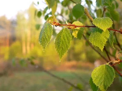Гербарий Betula pubescens Ehrh. - Береза пушистая